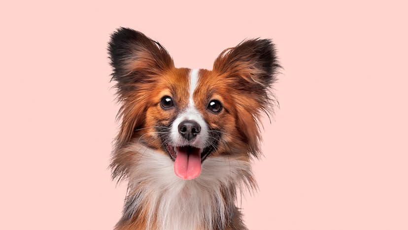 4 Products Your Pets Will Flip For