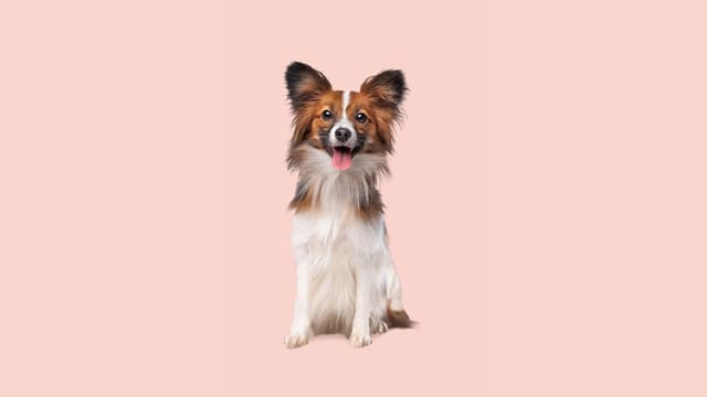 4 Products Your Pet Will Flip For