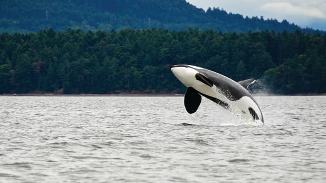 Whale Watching in Washington