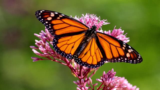 The Western Monarch’s Majestic Migration