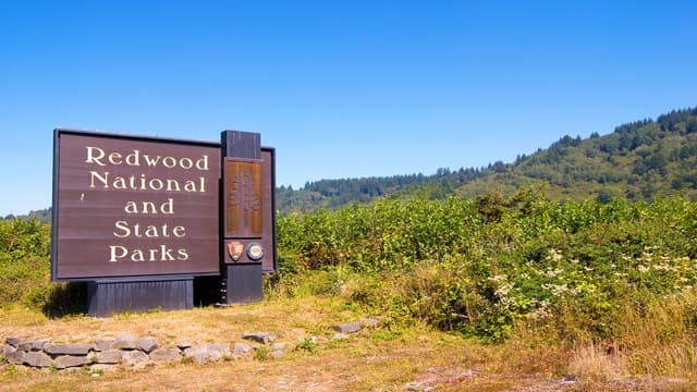 Redwood National and state parks American Vista