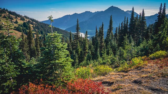 Olympic National Park American Vista