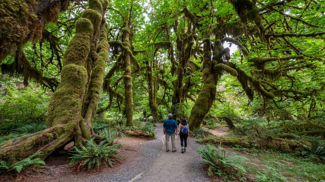 Where Should We Camp in Olympic National Park?