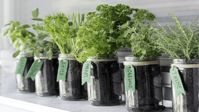 RV-Friendly Herb Garden: Fresh Flavors Wherever You Roam