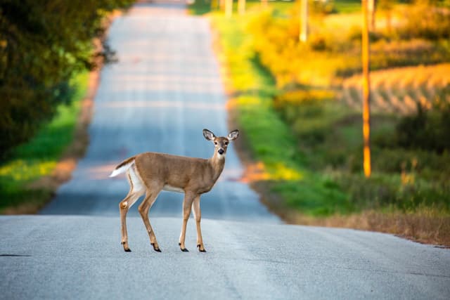 Wildlife on Wheels: Using Tech to Safely Spot and Track Animals While RVing