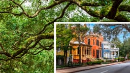 Georgia’s Summer Surprise