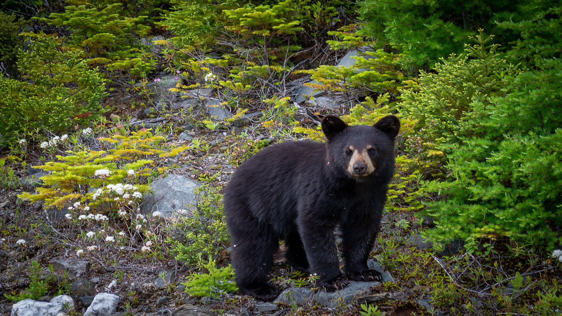 The BEAR Truth