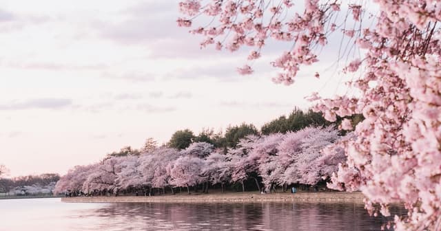 Spring RV Events 2026: Cherry Blossoms, Festivals, and RV Gatherings