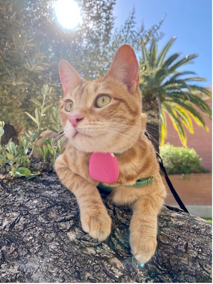 jiobit_cat | I Heart RVing Orange tabby cat wearing a pink Jiobit GPS tracker on its collar, resting on a tree branch