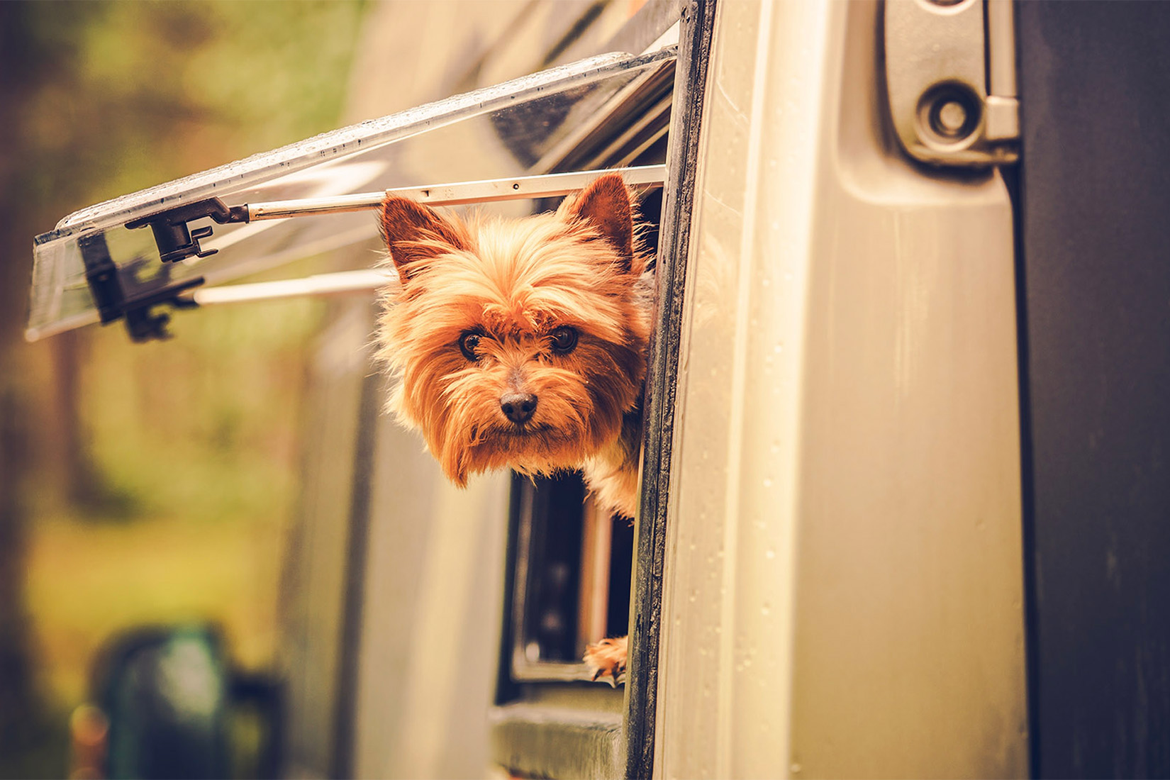 WhatYourRVSaysAboutYou-dog-3 | I Heart RVing small dog with head out of RV window