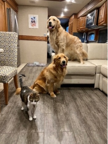 Murrays | I Heart RVing The Murrays cat Holly Hox and two Goldens Gaston and Sven