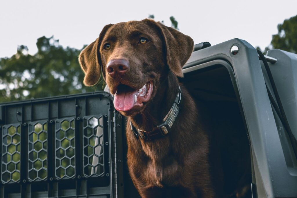 aaron-james-4_wbo2tul_g-unsplash | I Heart RVing Keep your animals safe in a secured crate or harness.