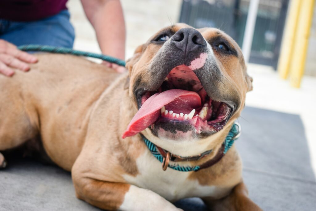 cierra-voelkl-FVBNSmN531w-unsplash | I Heart RVing Keep your pet cool on the go.