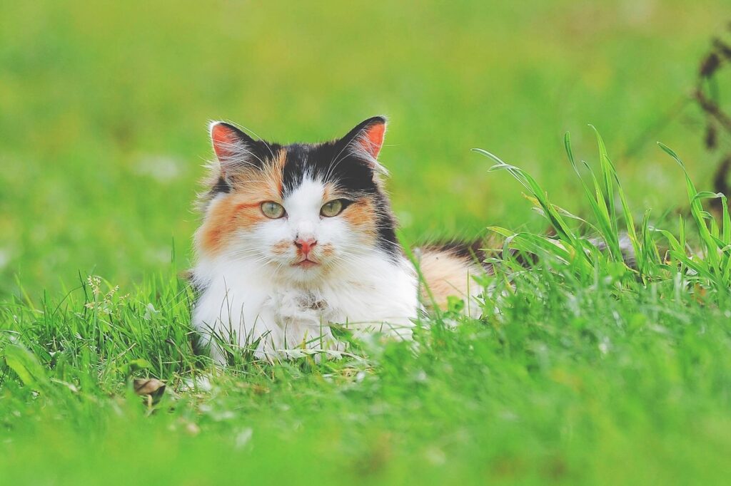clark-young-egfS7HzgKcc-unsplash | I Heart RVing Cats deserve time outside to enjoy the campsite too
