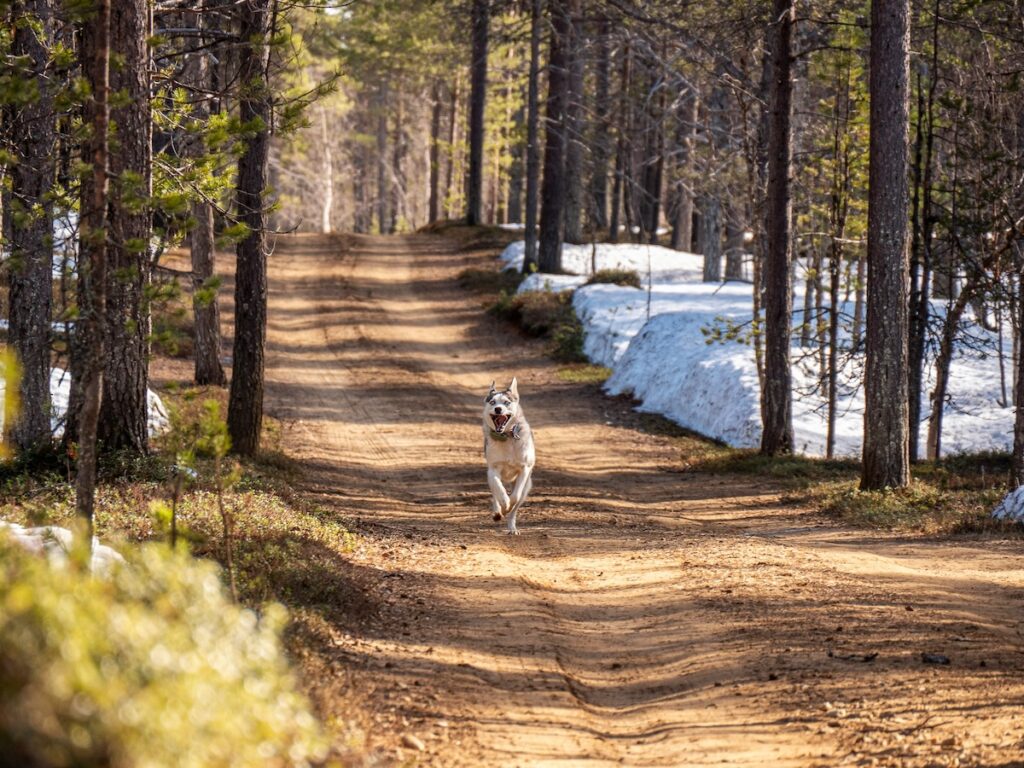 majkl-velner-SBFoyfbJIPA-unsplash | I Heart RVing Carefree dog running through the woods