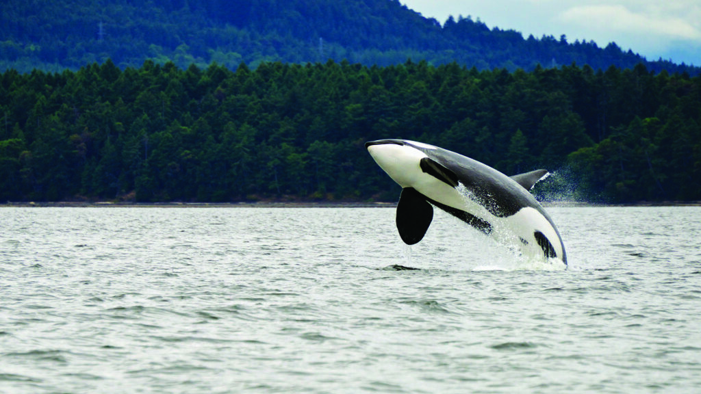 KillerWhaleBreachingNearCanadianCoast | I Heart RVing