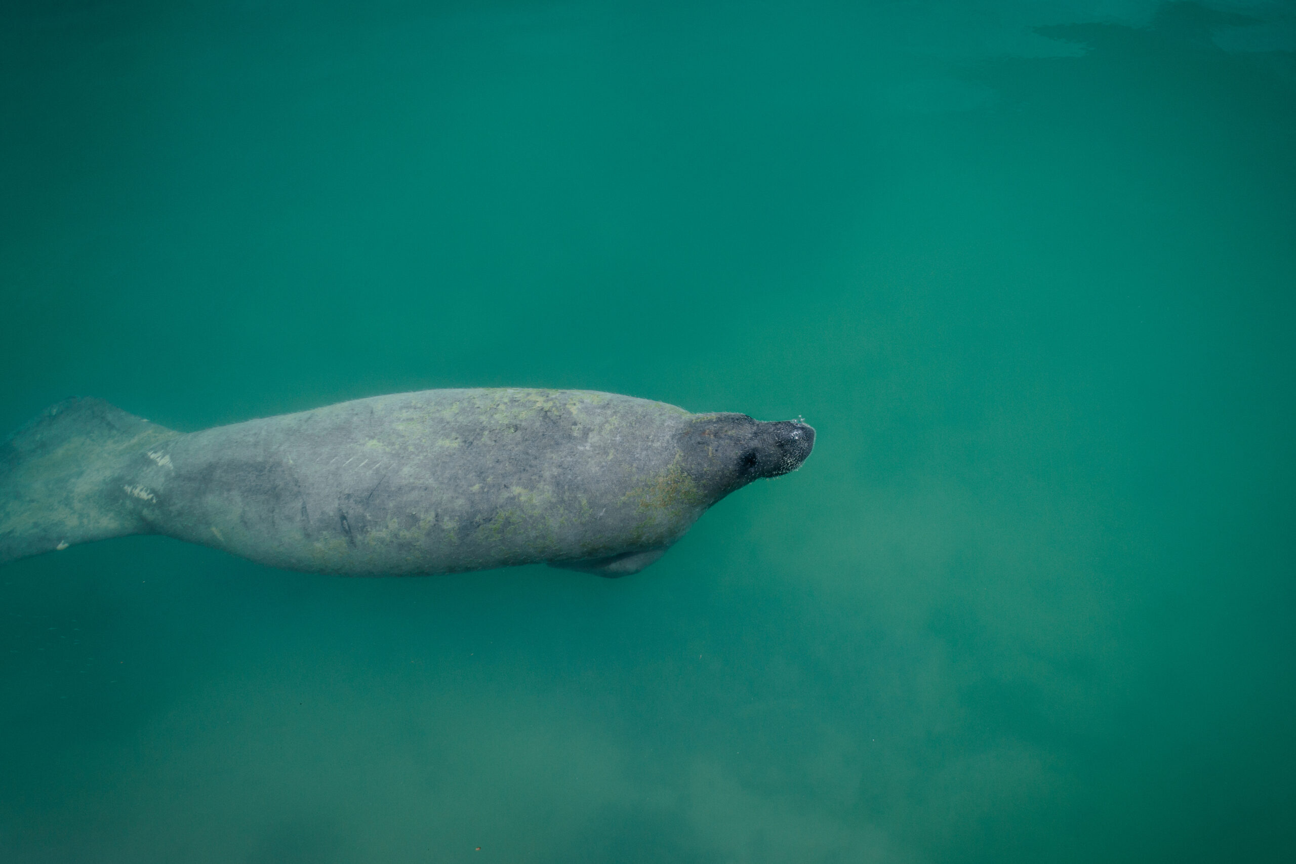 ManateeSwimmingUnderwaterNearBocaChitaKeyInBiscayneNational | I Heart RVing