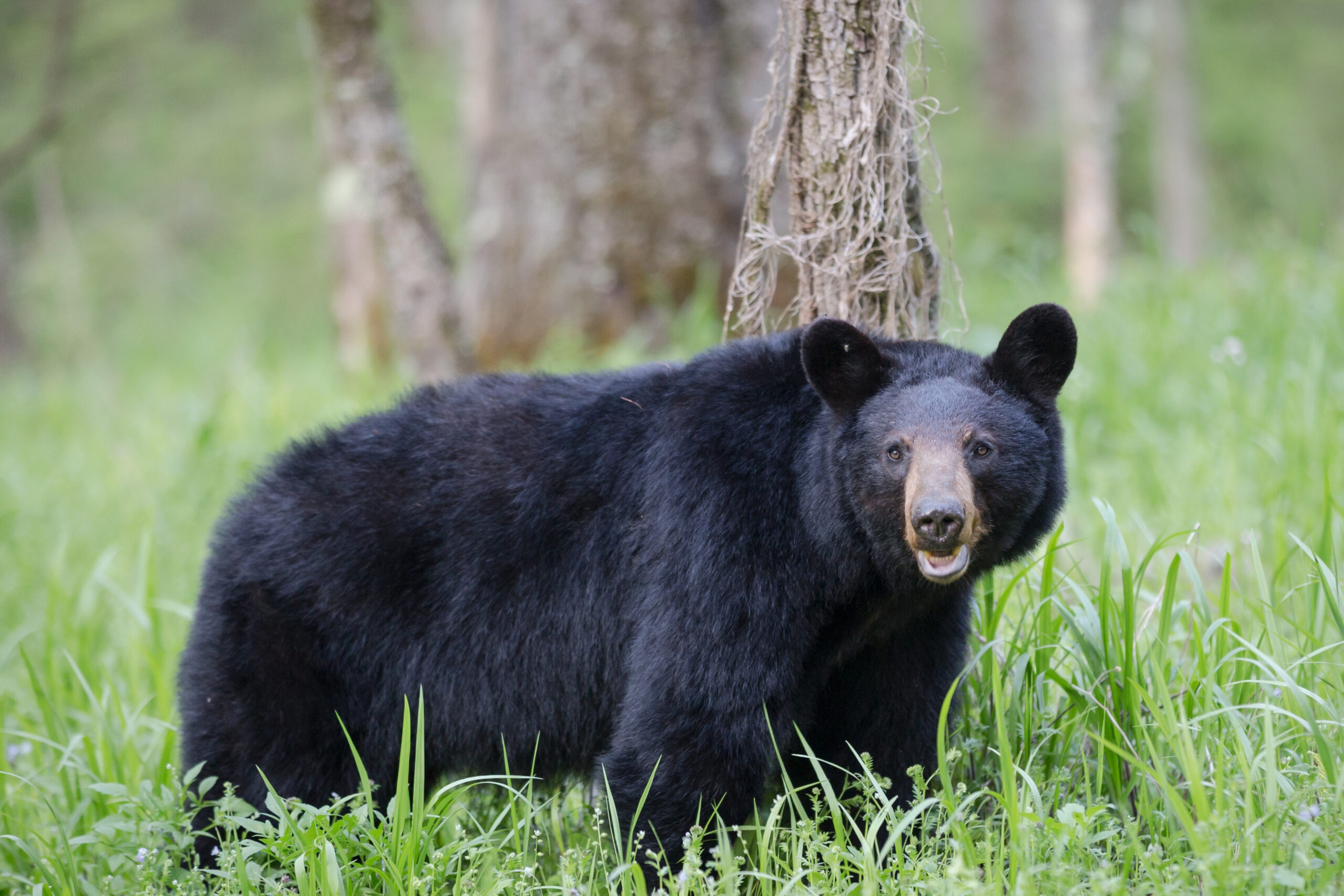 AnAdultBlackBearInCadesCoveValleyGreatSmokey | I Heart RVing