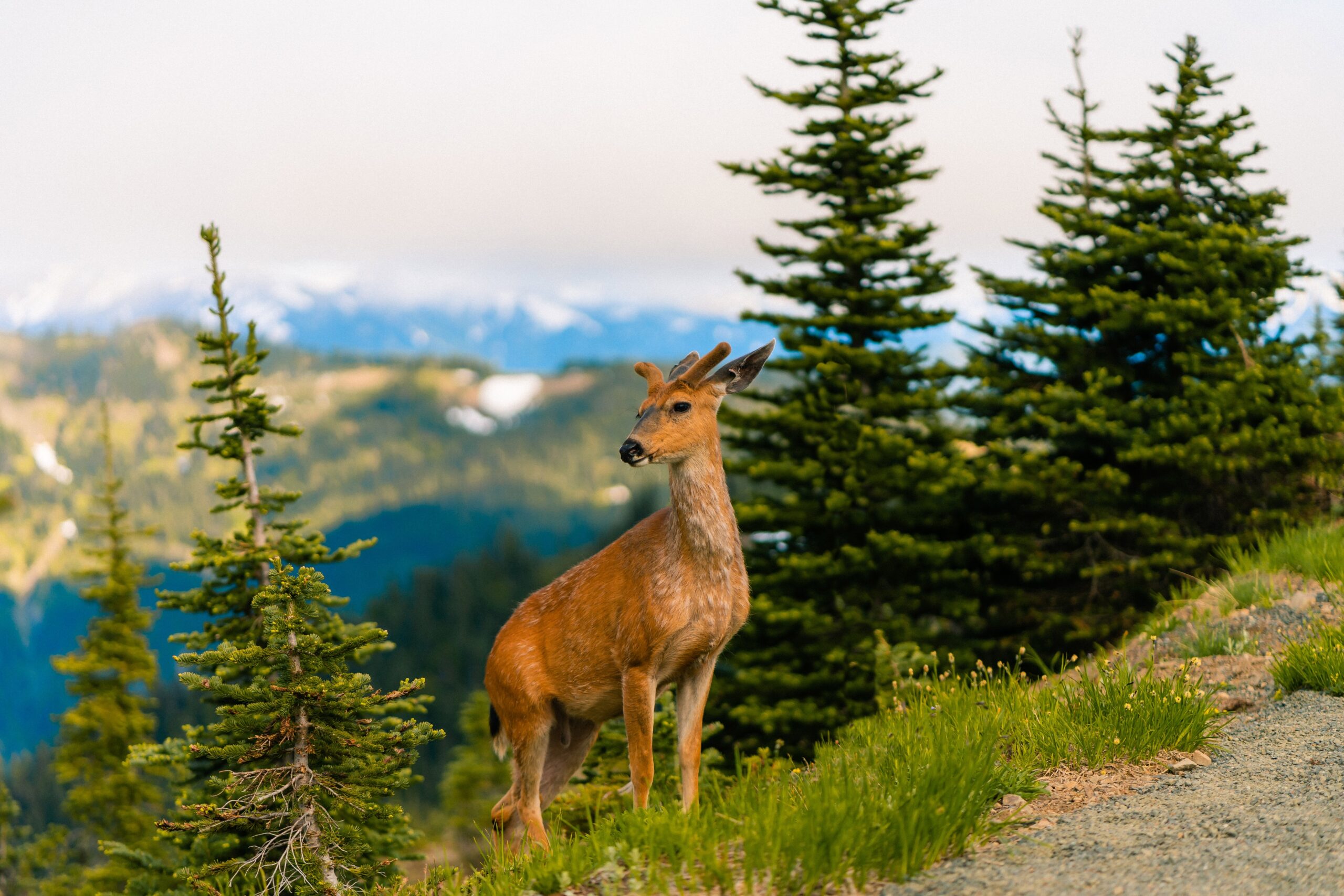 WildDeerGrazingInOlympicNationalParkOnSummerEvening | I Heart RVing