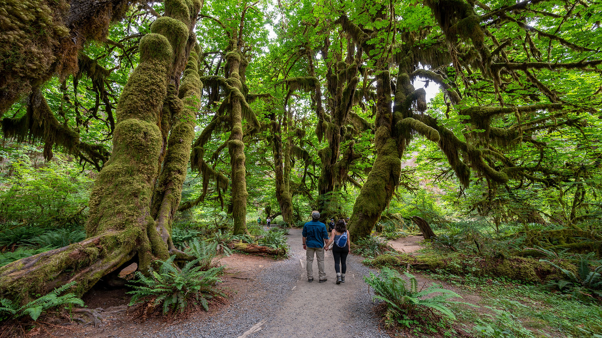 Where Should We Camp in Olympic National Park?