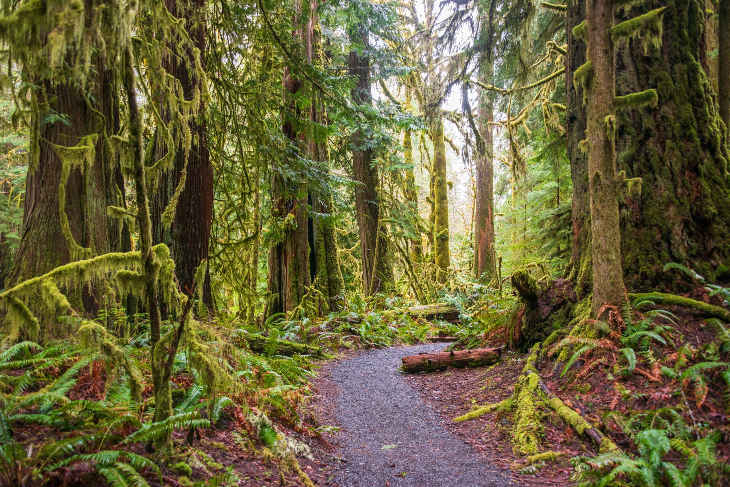 TheMarymereFallsTrailInOlympicNationalParkUsa | I Heart RVing