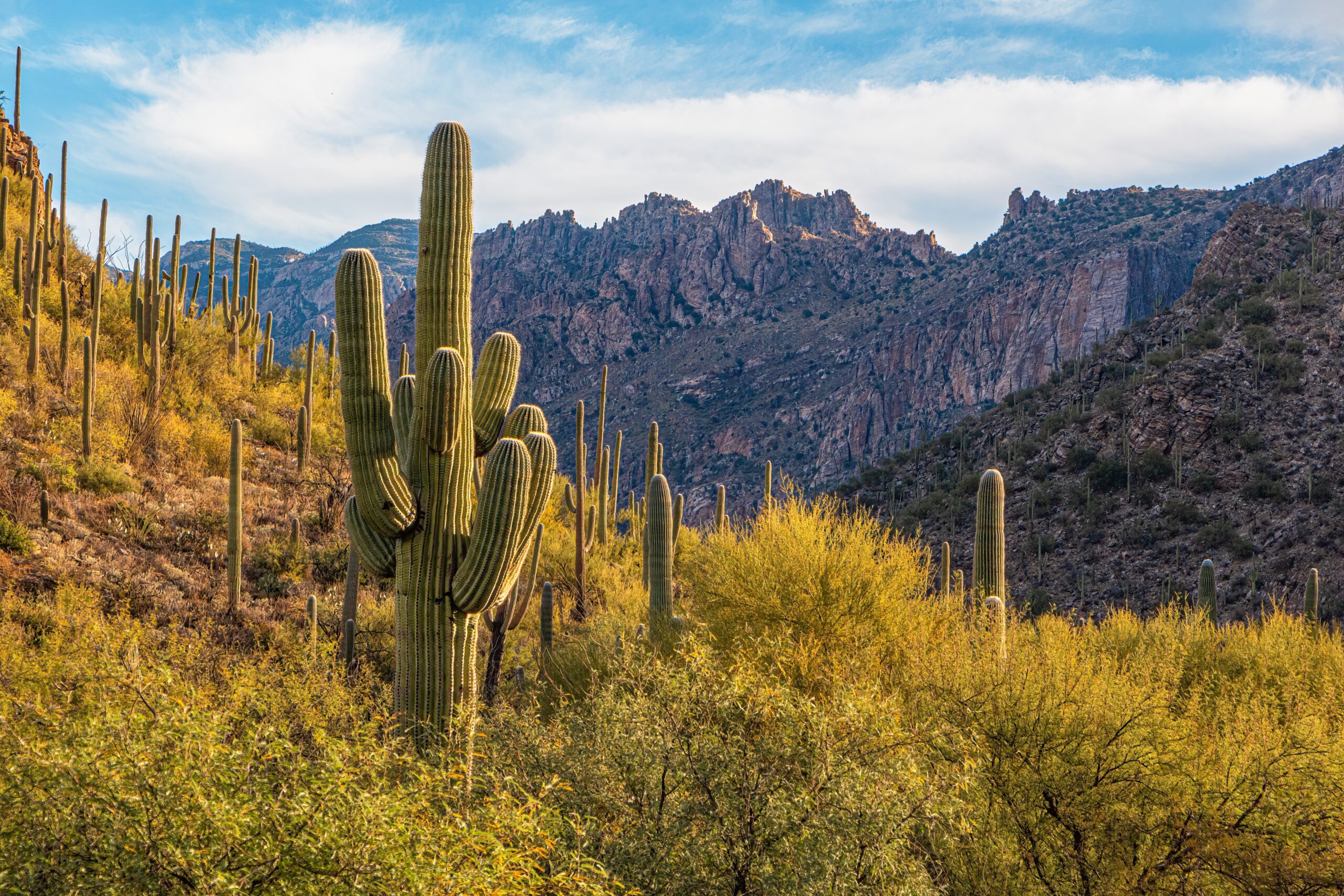 SaguaroCactusInTheSonoranDesertWithMountainsBlueSky | I Heart RVing