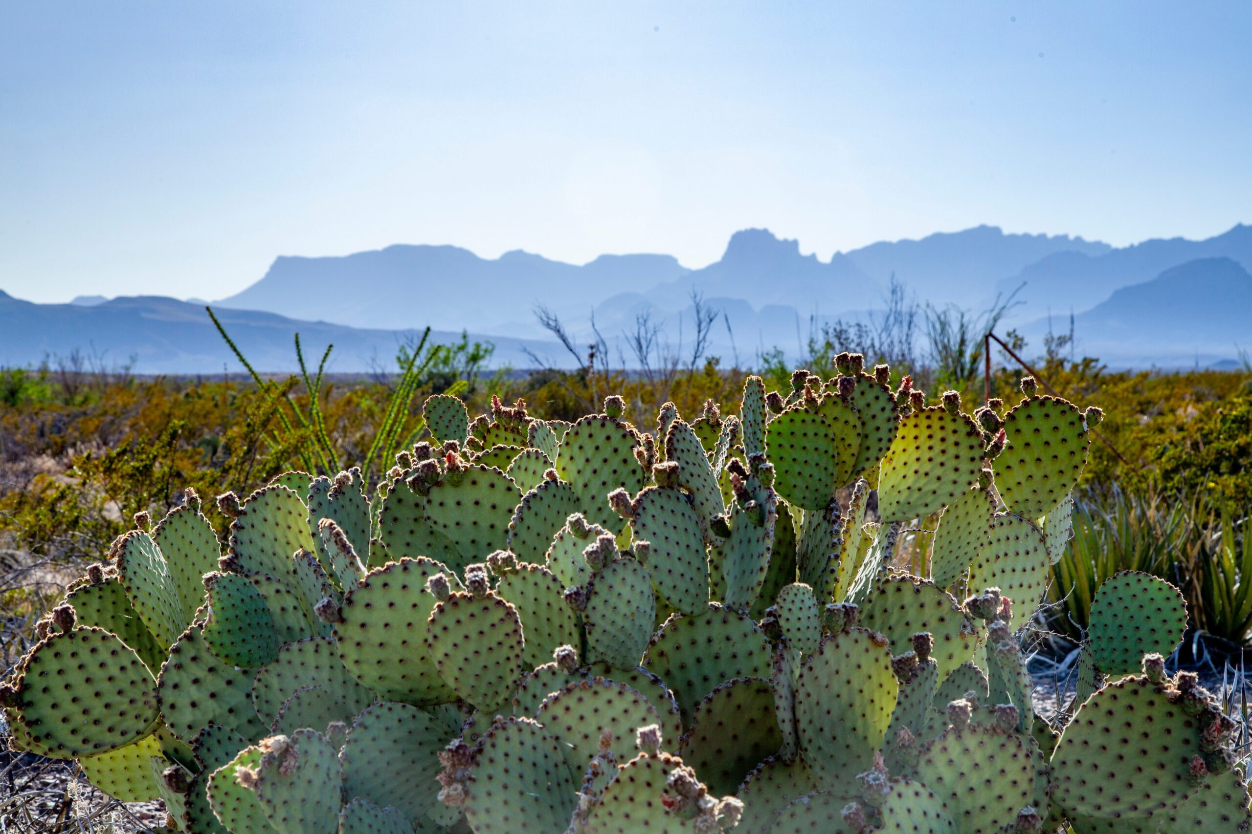 ATexasPricklyPearCactiAtBigBendNationalPark | I Heart RVing