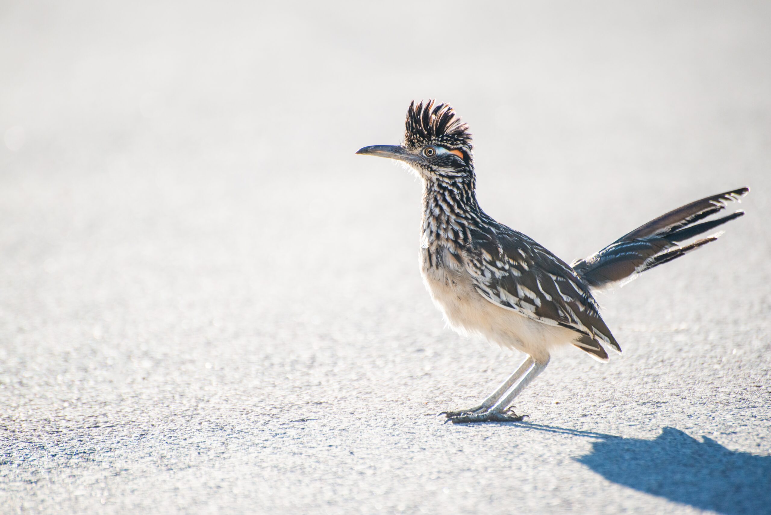 GreaterRoadrunnerBigBendNationalParkTexas | I Heart RVing