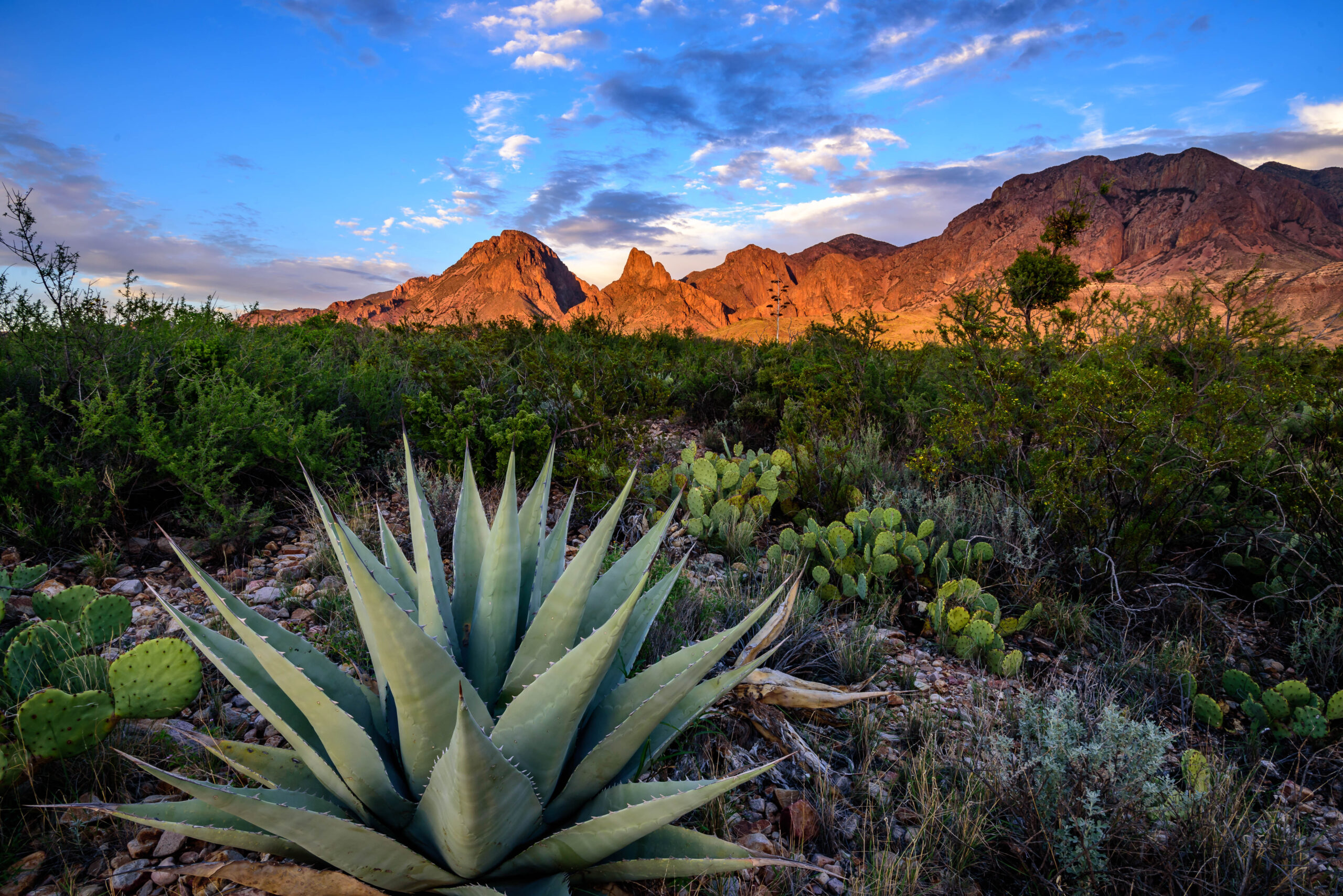 AgaveCactus | I Heart RVing