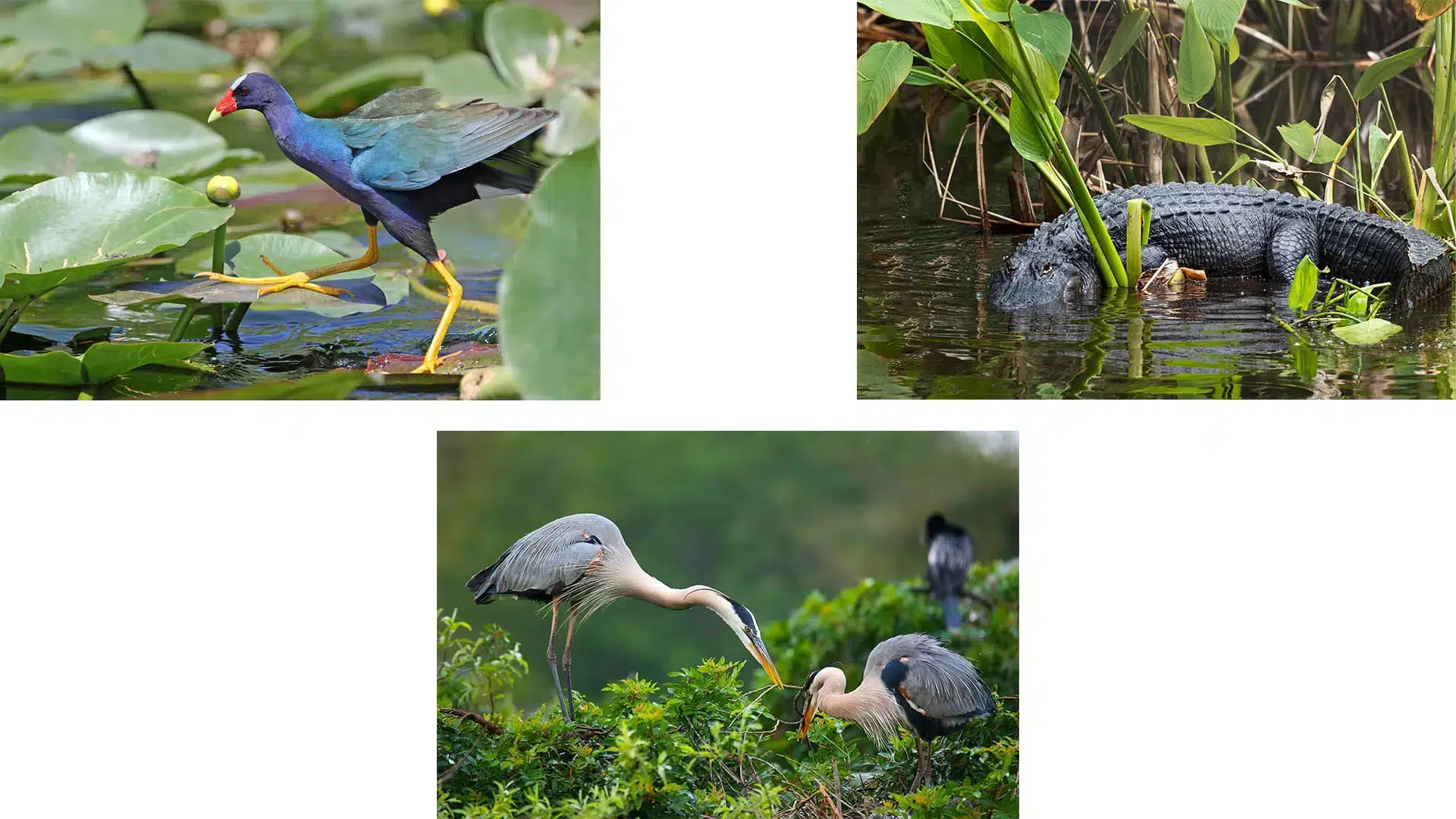 Everglades National Park