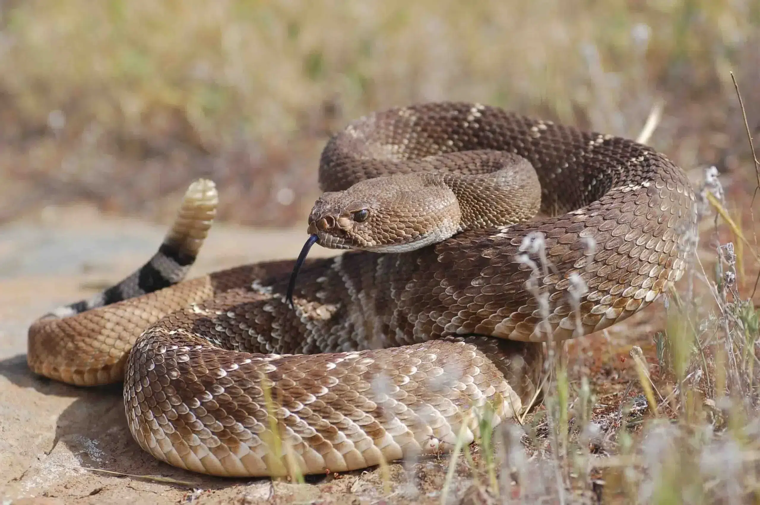 A Snake-Free Campsite