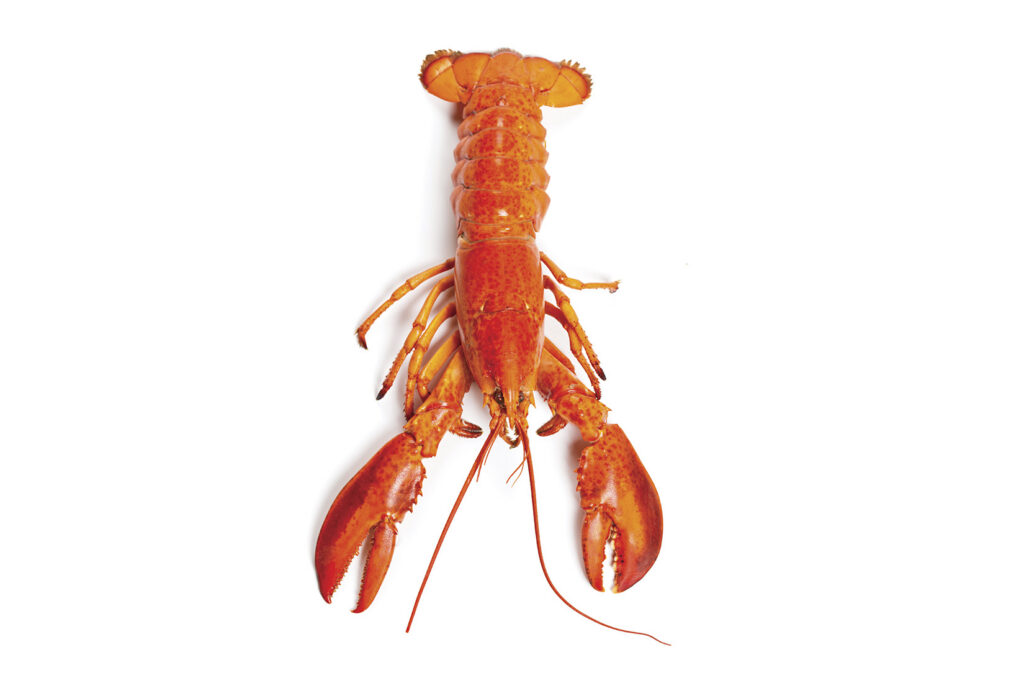 Lobster