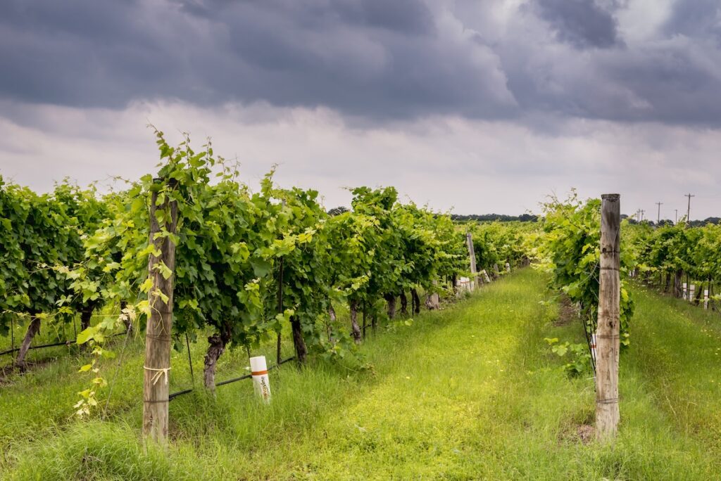Texas RV Road Trip visit to wineries
