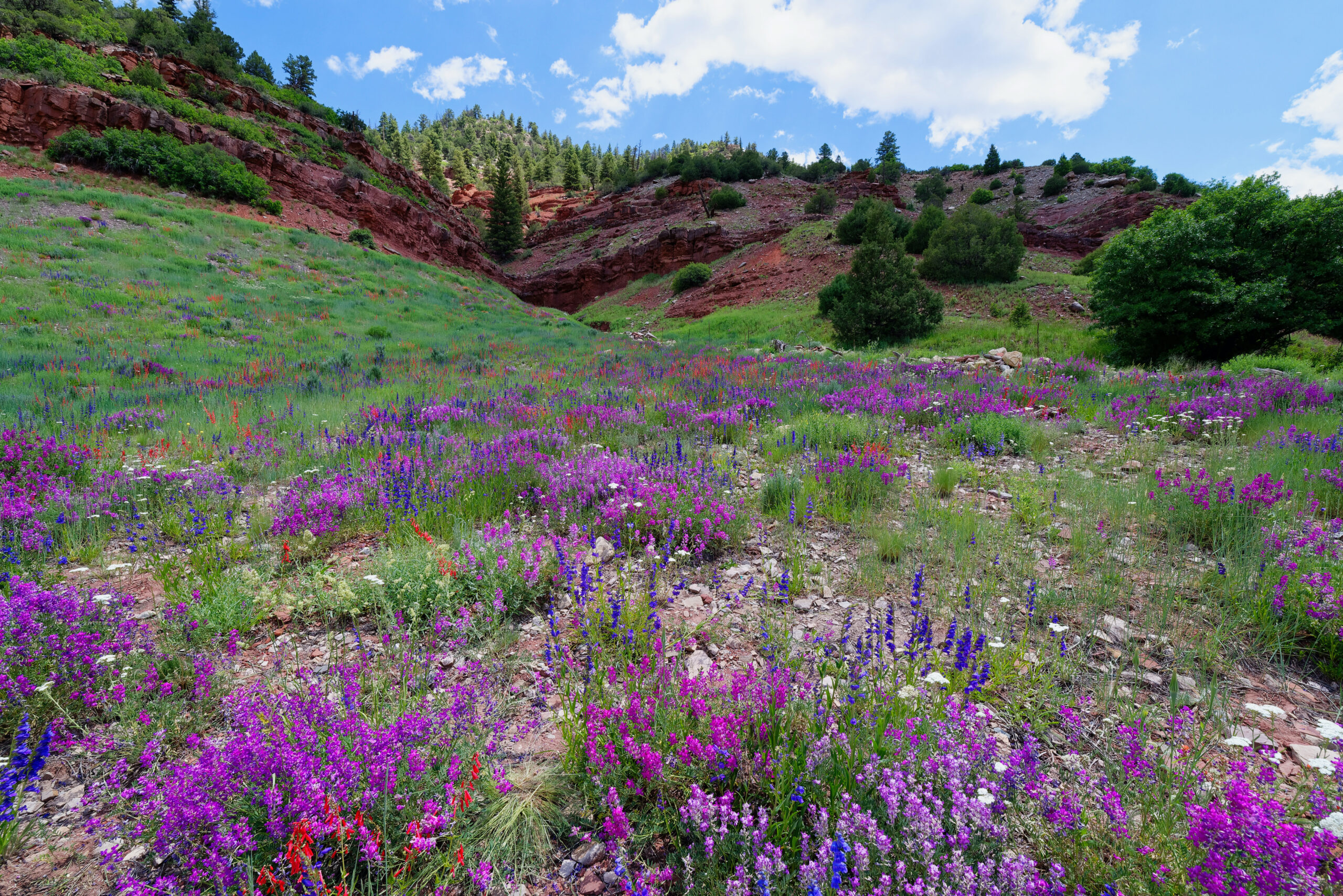 Alpine wildflowers near the Million Dollar Highway