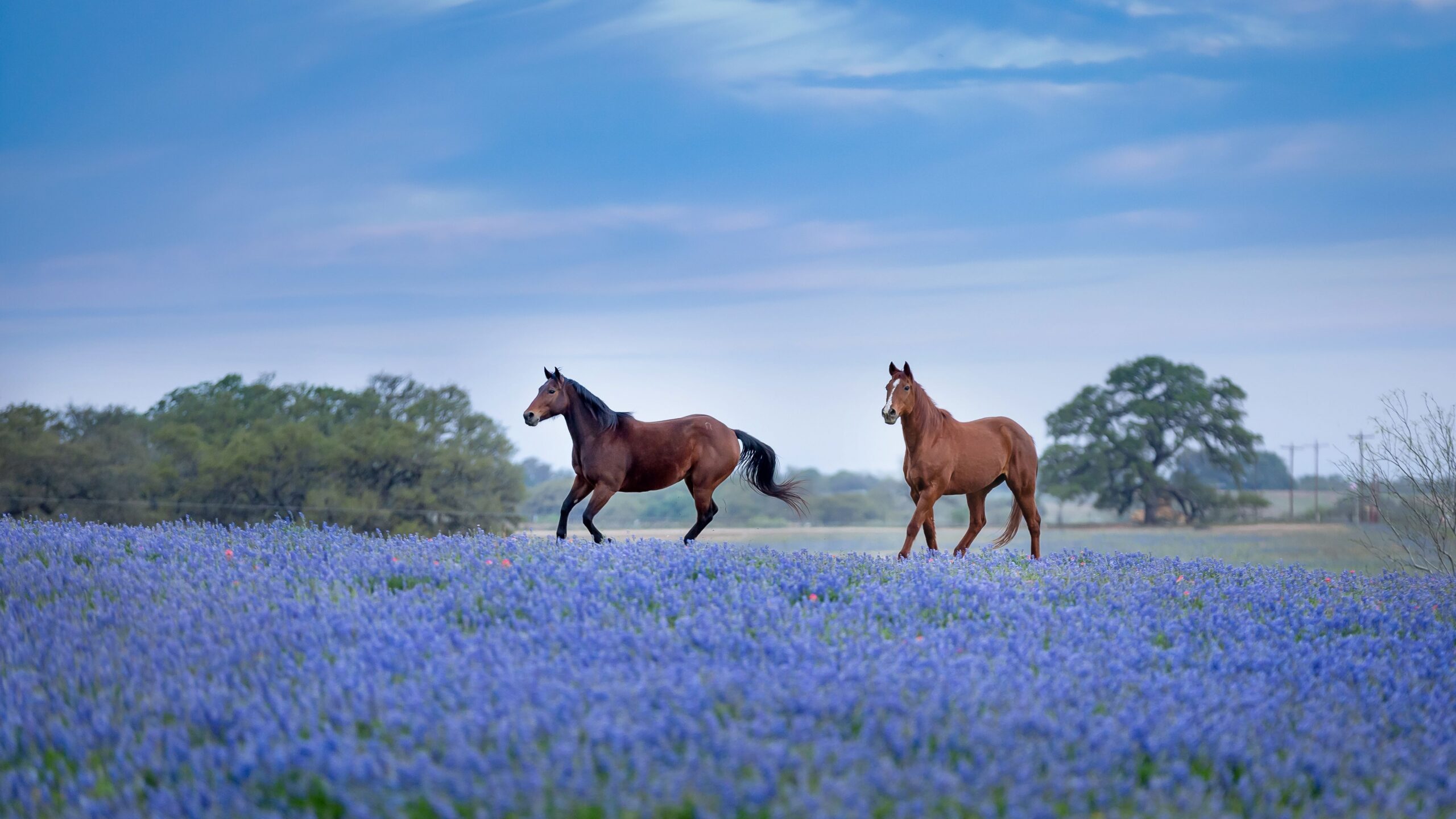 Horses in bluebonnet meadows in Texas Hill Country