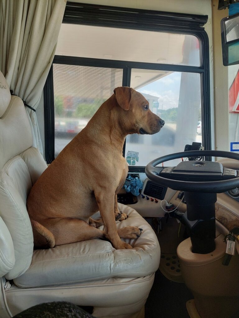 Order – October 9, 2025 @ 11:00 PM | I Heart RVing With two dogs and a cat onboard, sometimes you want to be in the passenger seat