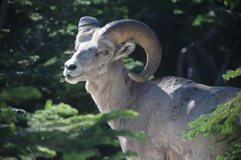 Order – October 10, 2025 @ 12:48 AM | I Heart RVing Big Horn Sheep photo by Steve Gazo