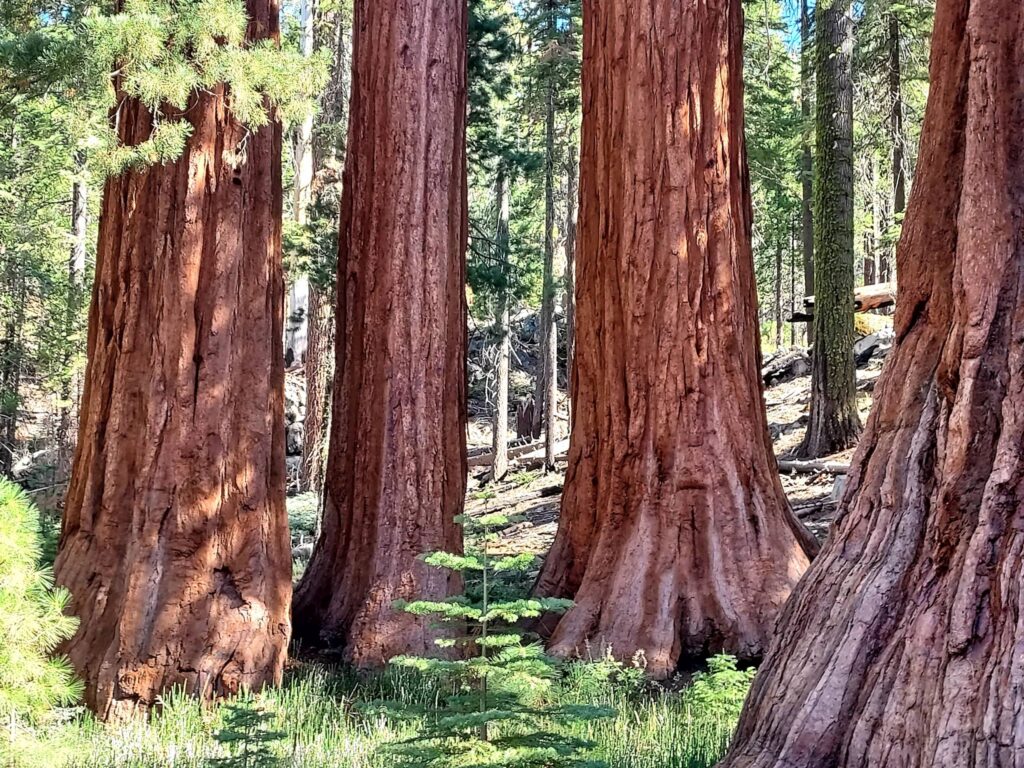 Order – October 10, 2025 @ 12:49 AM | I Heart RVing The Redwoods