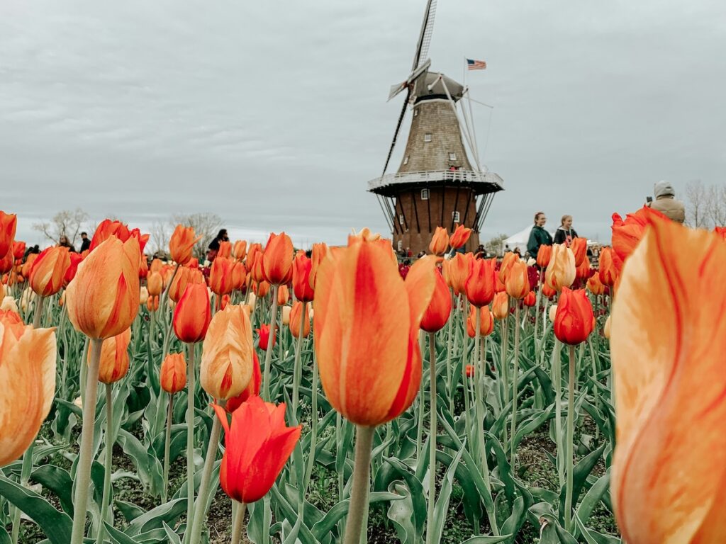 Tulip Time Festival