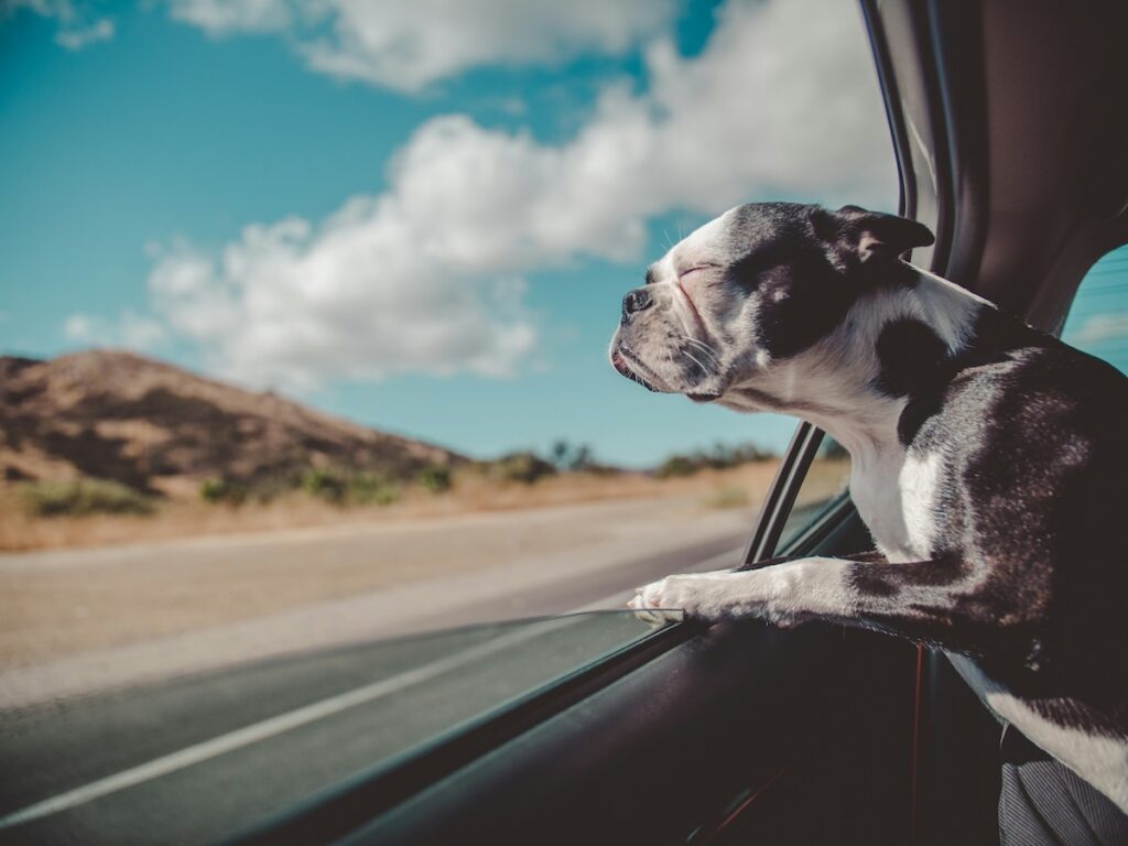 Dog hanging out of an open window