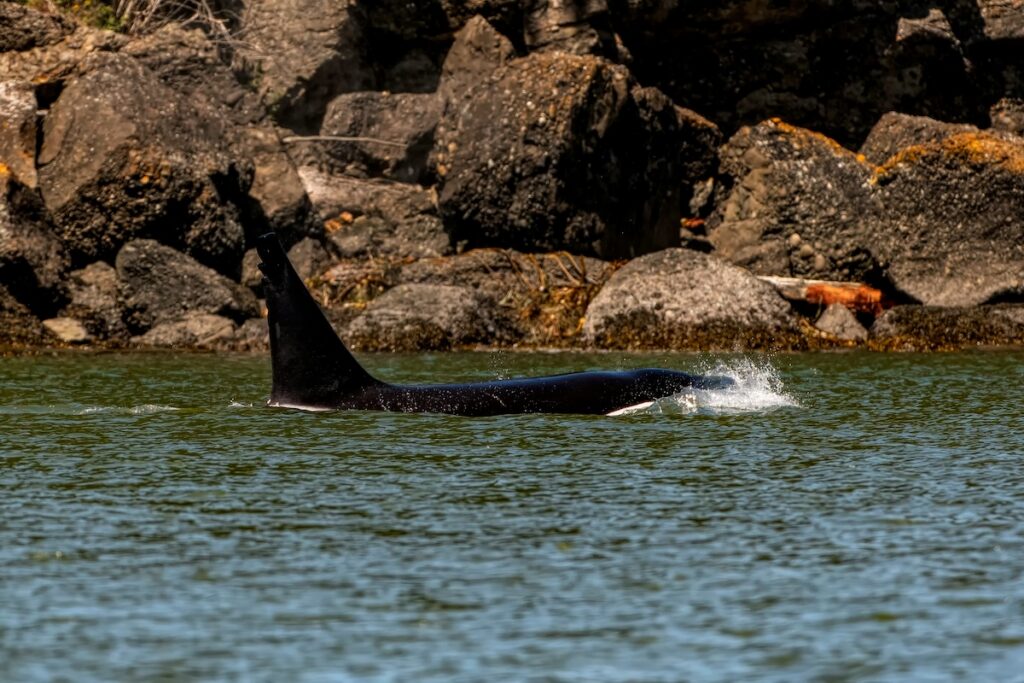 circling killer whales off the Washington coast