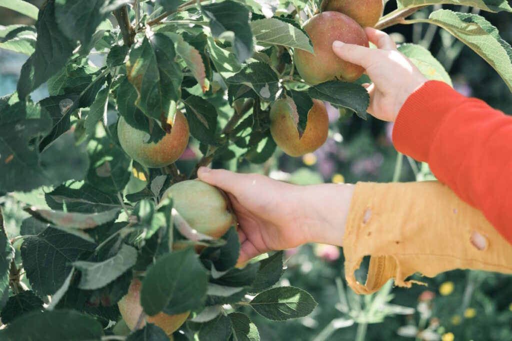 RV Events & Happenings: apple picking
