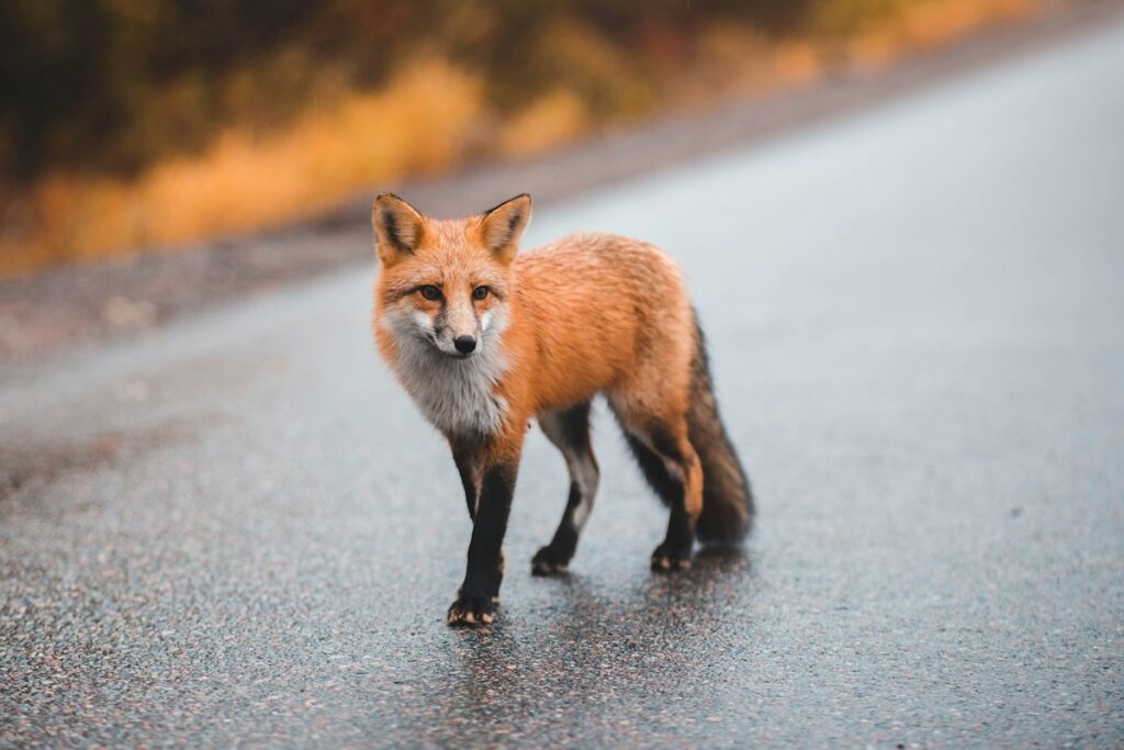 Fox in the wild