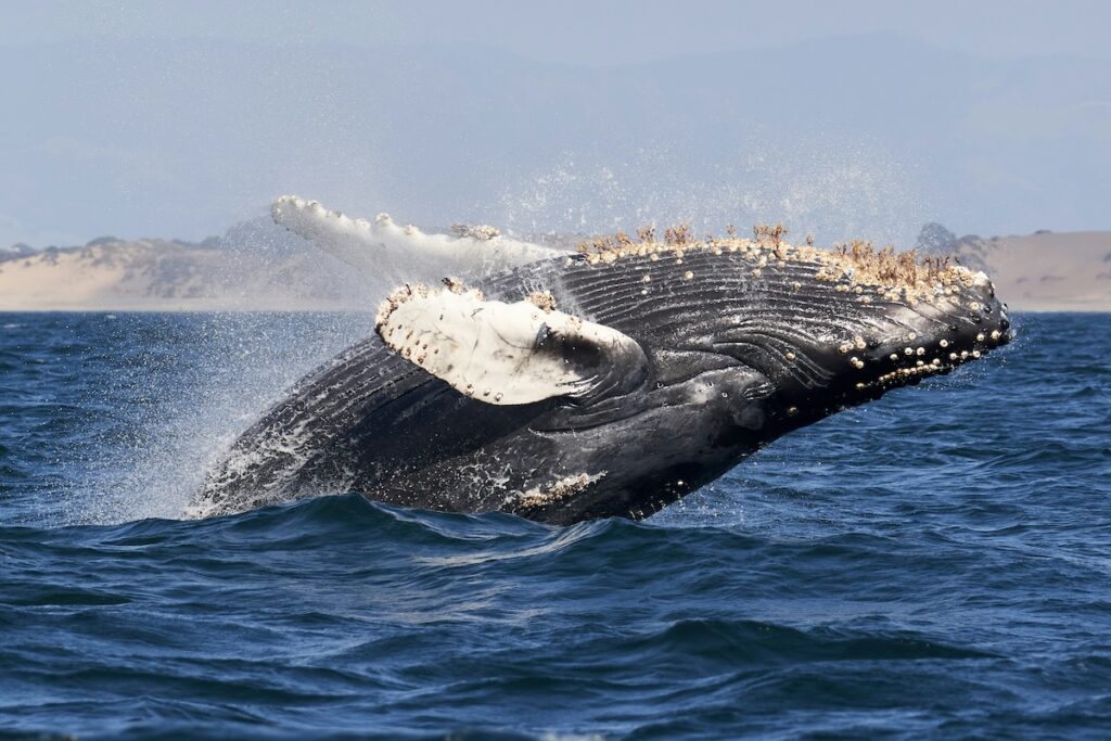 humpback whale breeching