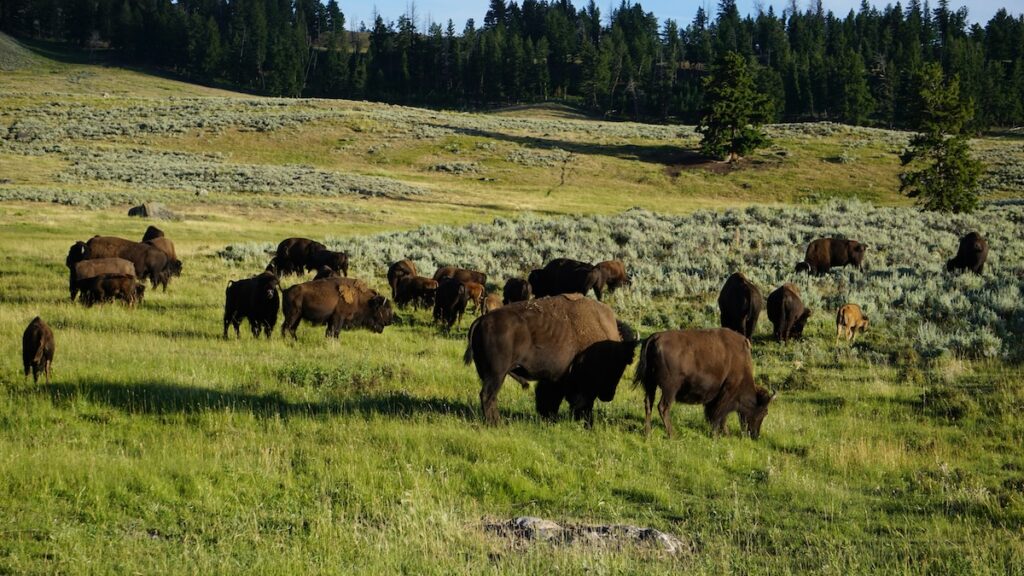 Buffalo grazing through Custer State Park