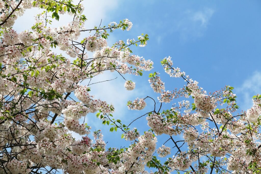 Spring 2026 RV Events featuring cherry blossoms