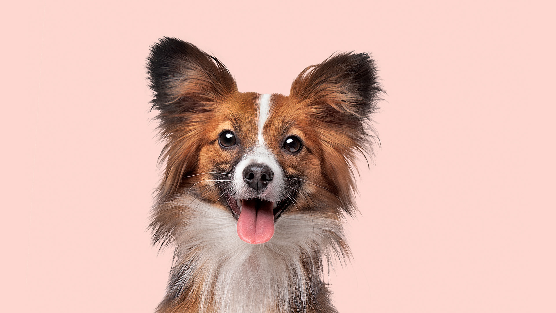4 Products Your Pets Will Flip For