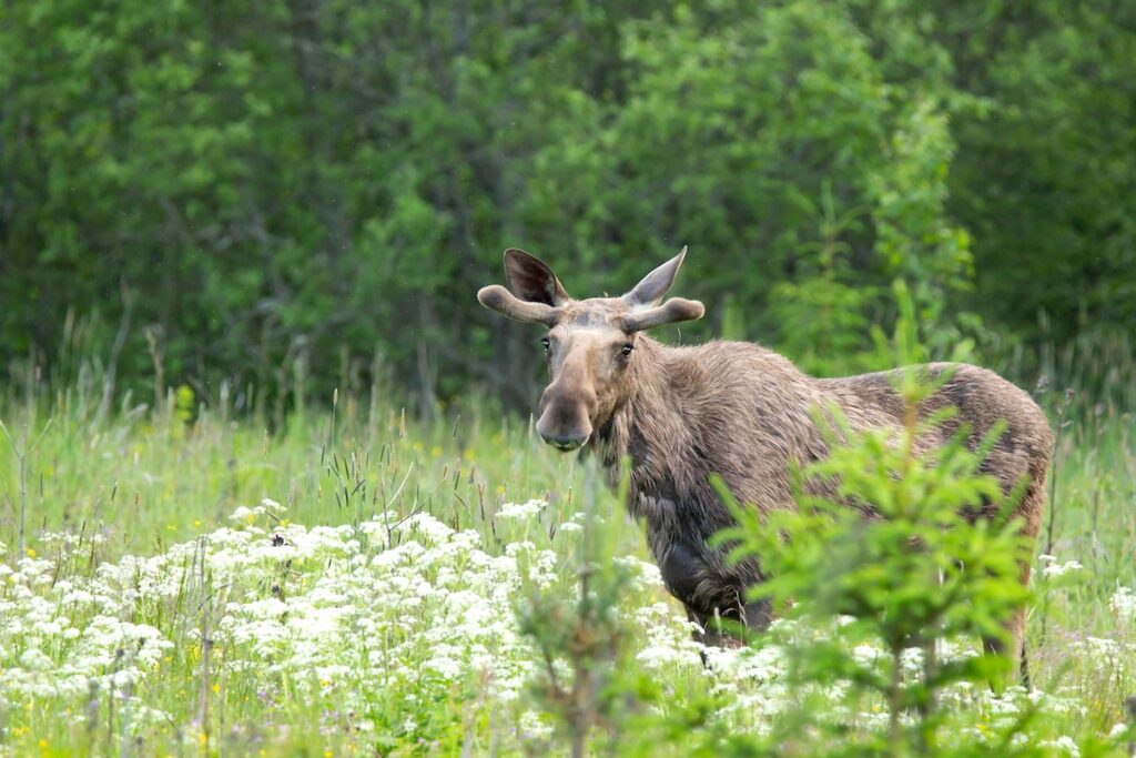 Canadian Moose