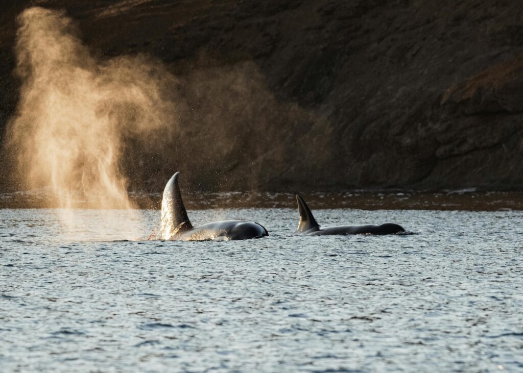 Killer whales near the Washington coast