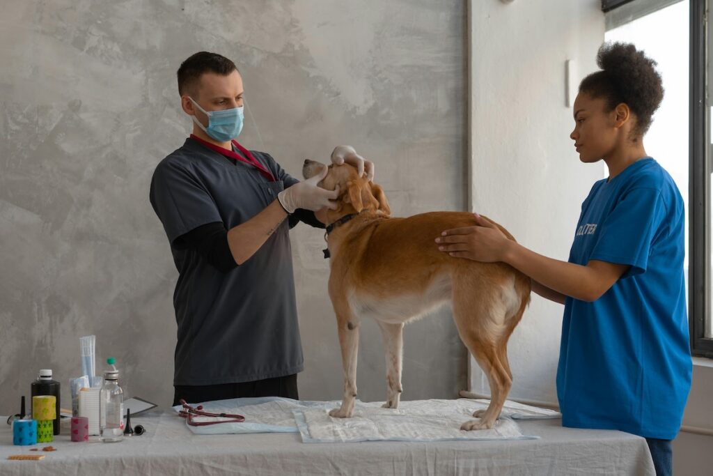 Order – September 15, 2025 @ 09:56 AM | I Heart RVing A vet checkup before you hit the road ensures your RV rescue animal is ready for the adventure